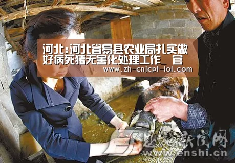 河北:河北省易县农业局扎实做好病死猪无害化处理工作_ 官方电竞竞猜平台
